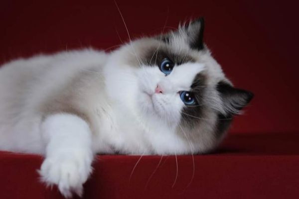 Meravigliosi cuccioli di ragdoll meravigliosicucciolidiragdoll123.jpg