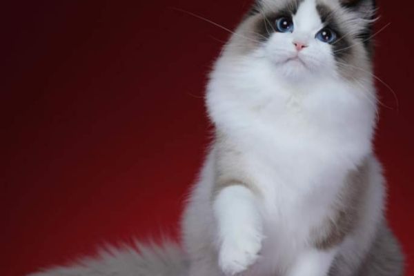 Meravigliosi cuccioli di ragdoll meravigliosicucciolidiragdoll12345.jpg