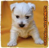 West Highland White Terrier (West-Westy) Cuccioli - Allevamento/Pedigree WestHighlandWhiteTerrierWestWestyCuccioliAllevamentoPedigree.jpg