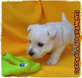 West Highland White Terrier (West-Westy) Cuccioli - Allevamento/Pedigree WestHighlandWhiteTerrierWestWestyCuccioliAllevamentoPedigree1.jpg