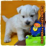 West Highland White Terrier (West-Westy) Cuccioli - Allevamento/Pedigree WestHighlandWhiteTerrierWestWestyCuccioliAllevamentoPedigree12.jpg