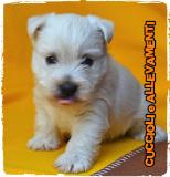 West Highland White Terrier (West-Westy) Cuccioli - Allevamento/Pedigree WestHighlandWhiteTerrierWestWestyCuccioliAllevamentoPedigree123.jpg