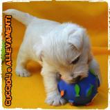 West Highland White Terrier (West-Westy) Cuccioli - Allevamento/Pedigree WestHighlandWhiteTerrierWestWestyCuccioliAllevamentoPedigree1234.jpg