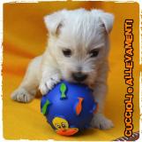 West Highland White Terrier (West-Westy) Cuccioli - Allevamento/Pedigree WestHighlandWhiteTerrierWestWestyCuccioliAllevamentoPedigree12345.jpg