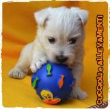 West Highland White Terrier (West-Westy) Cuccioli - Allevamento/Pedigree WestHighlandWhiteTerrierWestWestyCuccioliAllevamentoPedigree12345.jpg