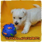 West Highland White Terrier (West-Westy) Cuccioli - Allevamento/Pedigree WestHighlandWhiteTerrierWestWestyCuccioliAllevamentoPedigree123456.jpg