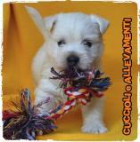 West Highland White Terrier (West-Westy) Cuccioli - Allevamento/Pedigree WestHighlandWhiteTerrierWestWestyCuccioliAllevamentoPedigree12345678.jpg