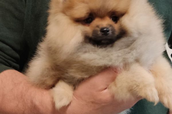 Pomerania cuccioli di qualità TOP pomeraniacucciolidiqualittop1.jpg