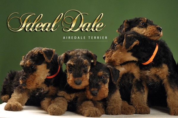 Airedale Terrier BELLISSIMI cuccioli airedaleterrierbellissimicucci.jpg