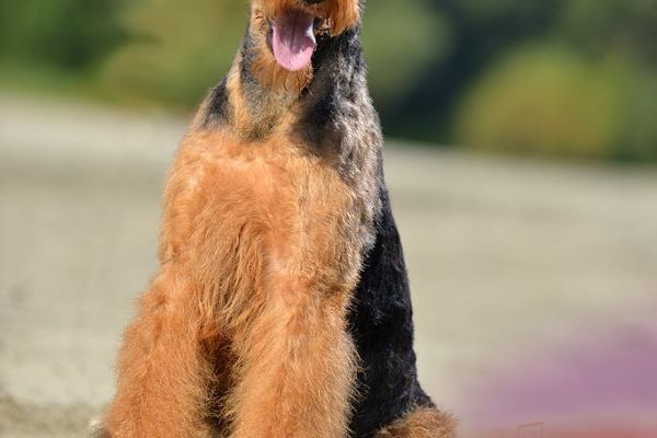 Airedale Terrier BELLISSIMI cuccioli airedaleterrierbellissimicucci1.jpg