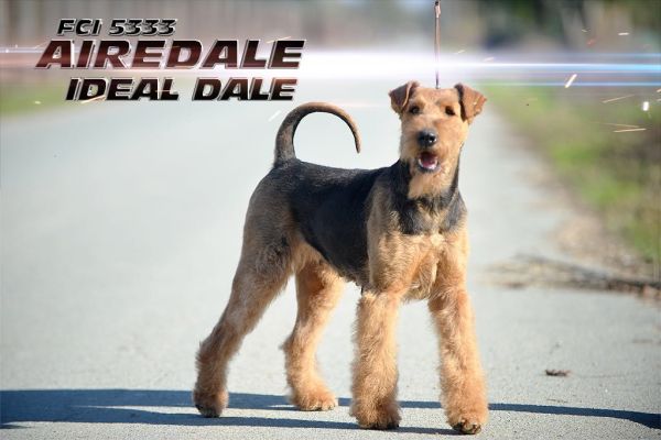 Airedale Terrier BELLISSIMI cuccioli airedaleterrierbellissimicucci12.jpg