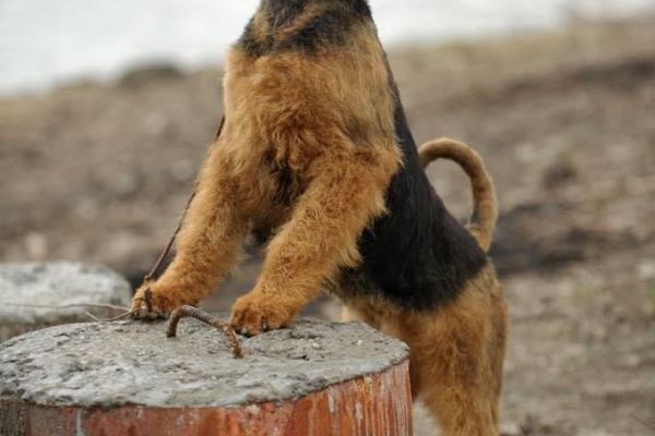 Airedale Terrier BELLISSIMI cuccioli airedaleterrierbellissimicucci123.jpg