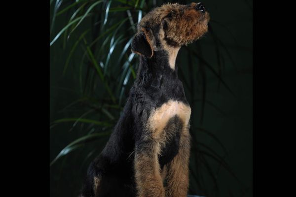 Airedale Terrier BELLISSIMI cuccioli airedaleterrierbellissimicucci1234.jpg