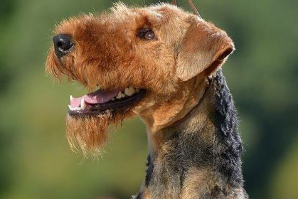 Airedale Terrier BELLISSIMI cuccioli airedaleterrierbellissimicucci12345.jpg