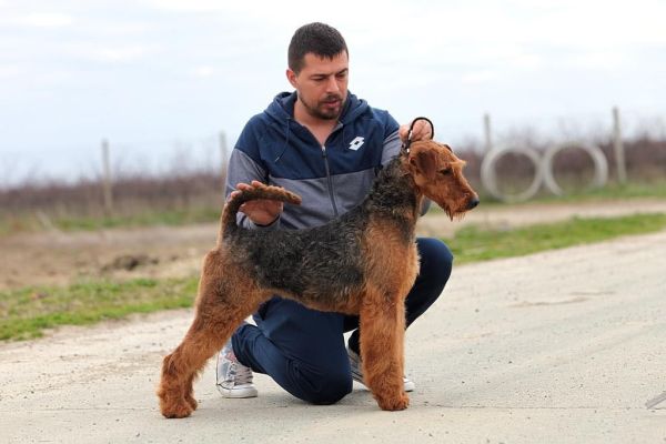 Airedale Terrier BELLISSIMI cuccioli airedaleterrierbellissimicucci12345678.jpg