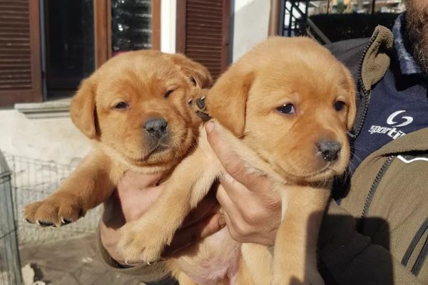 Cuccioli di labrador cucciolidilabrador1.jpg