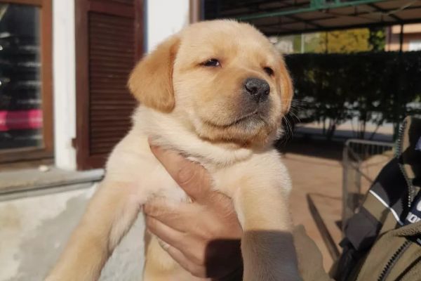 Cuccioli di labrador cucciolidilabrador12.jpg