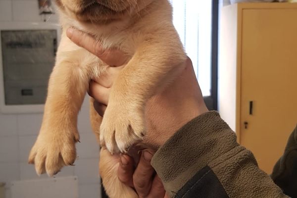Cuccioli di labrador cucciolidilabrador1234.jpg
