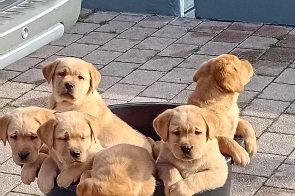 Cuccioli di labrador cucciolidilabrador12345.jpg