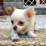 CHIHUAHUA PELO RASO E PELO LUNGO CHIHUAHUAPELORASOEPELOLUNGO-5968d10fb2e81.jpg