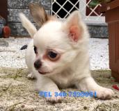 CHIHUAHUA PELO RASO E PELO LUNGO CHIHUAHUAPELORASOEPELOLUNGO-5968d119e7d99.jpg