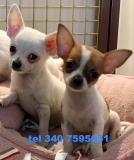 CHIHUAHUA PELO RASO E PELO LUNGO CHIHUAHUAPELORASOEPELOLUNGO-5968d1220da7e.jpg