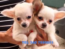 CHIHUAHUA PELO RASO E PELO LUNGO CHIHUAHUAPELORASOEPELOLUNGO-5968d1279bd80.jpg