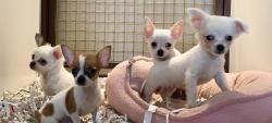 CHIHUAHUA PELO RASO E PELO LUNGO CHIHUAHUAPELORASOEPELOLUNGO-5968d13687257.jpg