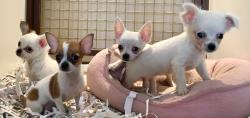 CHIHUAHUA PELO RASO E PELO LUNGO CHIHUAHUAPELORASOEPELOLUNGO-5968d14748cfb.jpg