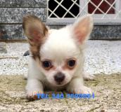 CHIHUAHUA PELO RASO E PELO LUNGO CHIHUAHUAPELORASOEPELOLUNGO-5968d1a159fd3.jpg