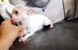 chihuahua femmina pelo raso 6 mesi minuscola occhi chiari toy chihuahuafemminapeloraso6mesiminuscolaocchichiaritoy-59a412bf6aba9.jpg