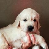 Cuccioli di Golden Retriever CucciolidiGoldenRetriever.jpg