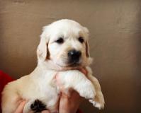 Cuccioli di Golden Retriever CucciolidiGoldenRetriever12.jpg