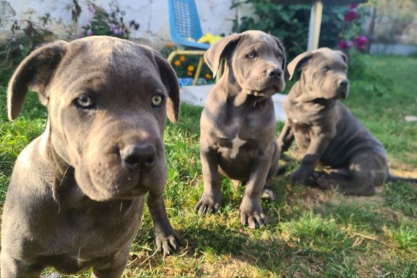 Cane Corso bellissimi cuccioli canecorsobellissimicuccioli12.jpg