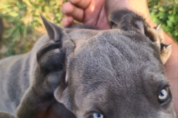 Cane Corso bellissimi cuccioli canecorsobellissimicuccioli123.jpg