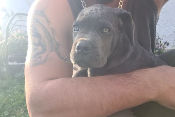 Cane Corso bellissimi cuccioli canecorsobellissimicuccioli1234.jpg