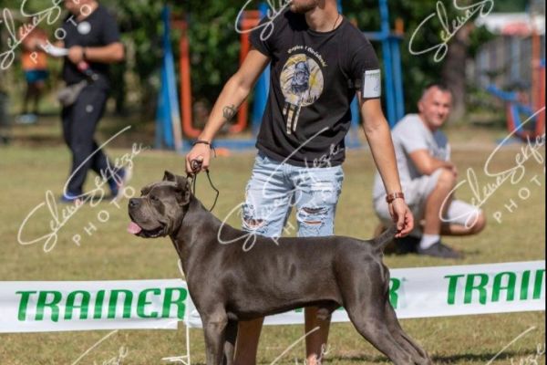 Cane Corso bellissimi cuccioli canecorsobellissimicuccioli12345.jpg