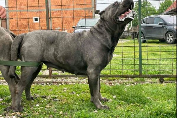 Cane Corso bellissimi cuccioli canecorsobellissimicuccioli123456.jpg