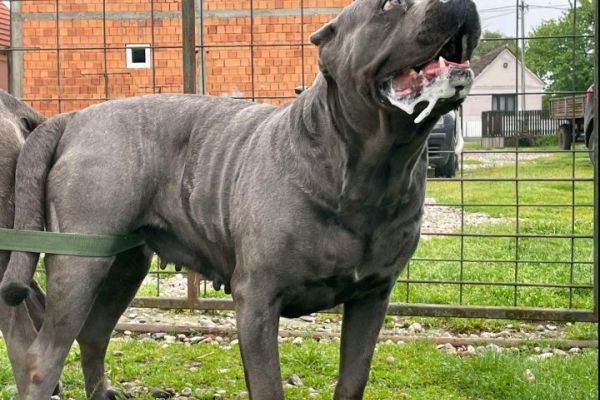 Cane Corso bellissimi cuccioli canecorsobellissimicuccioli1234567.jpg