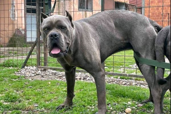 Cane Corso bellissimi cuccioli canecorsobellissimicuccioli12345678.jpg