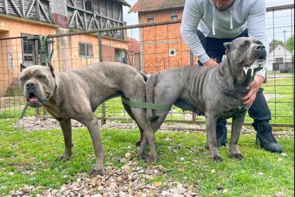 Cane Corso bellissimi cuccioli canecorsobellissimicuccioli123456789.jpg