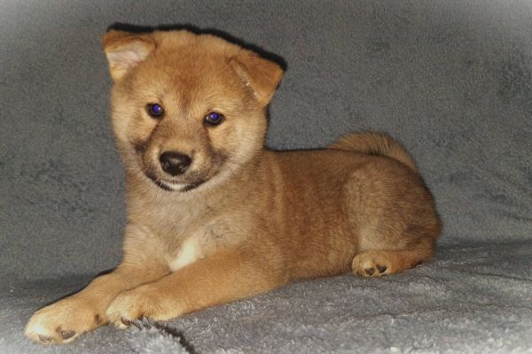 Shiba Inu cuccioli in vendita shibainucuccioliinvendita.jpg