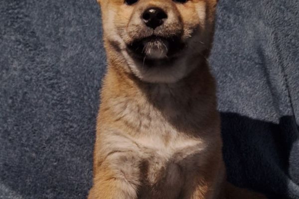 Shiba Inu cuccioli in vendita shibainucuccioliinvendita1.jpg