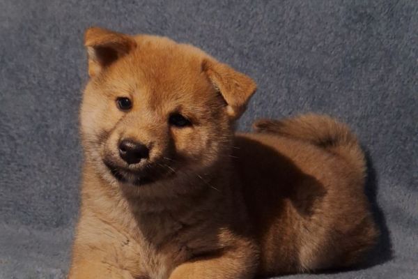 Shiba Inu cuccioli in vendita shibainucuccioliinvendita12.jpg