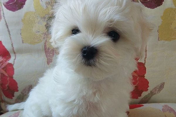 Maschietti Maltese taglia piccolissima maschiettimaltesetagliapiccoli12.jpg