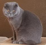 Scottish fold Scottishfold123.jpg