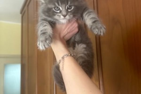 Maine coon cuccioli pedigree aperto mainecooncucciolipedigreeapert.jpeg