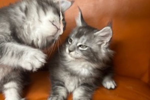 Maine coon cuccioli pedigree aperto mainecooncucciolipedigreeapert12345.jpeg