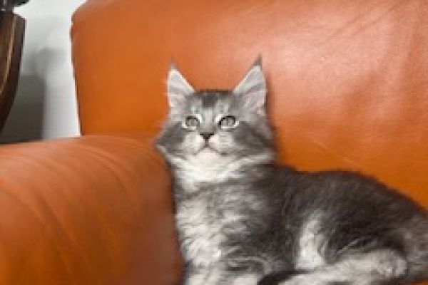 Maine coon cuccioli pedigree aperto mainecooncucciolipedigreeapert1234567.jpeg