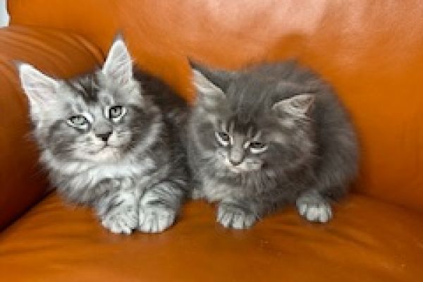 Maine coon cuccioli pedigree aperto mainecooncucciolipedigreeapert12345678.jpeg
